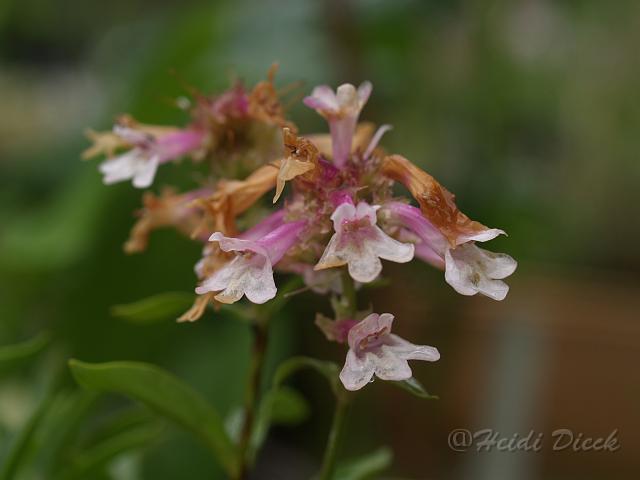 Penstemon Roy Davidson.JPG